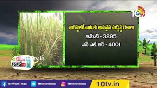 ఉత్తర కోస్తాలో అధిక దిగుబడినిచ్చే  వరి రకాలు | High yielding rice varieties | Matti Manisi | 10TV