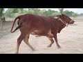 sahiwal cow running out of control during cinematic shot at zohair cattle farm animals stock videos