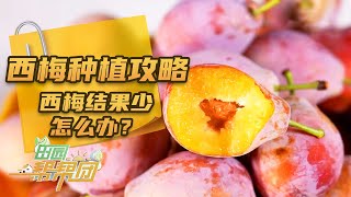 西梅结果少怎么办？树枝上挂土竟是西梅果树种植新方法？这个方法靠谱吗？「田园帮帮团」20241124 | 农业致富经 Agriculture And Farming