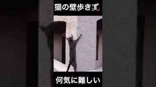 【凄技】猫が壁を登る#shorts