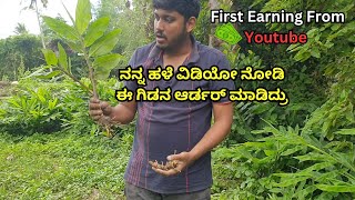 ಶಂಪೋ ಜಿಂಜರ್ ಗಿಡ | Shampoo Ginger Plant | #karnataka #plants #ginger