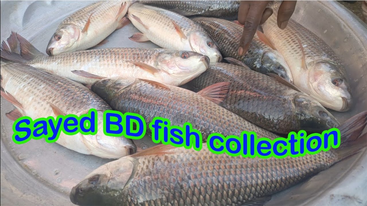 Master Fisherman Reveals Secret Fish Cautch Methods Youtube