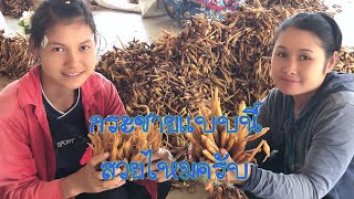 Vlog From Farm EP.3 ขุดกระชาย