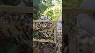 ಫೆಬ್ರವರಿ ತಿಂಗಳ ಜೇನು ಗೂಡಿನ ವೀಕ್ಷಣೆ.#beekeeping #honey #honybee