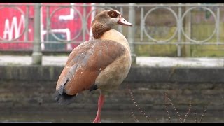 Vogels in Den Haag: nijlgans in het centrum