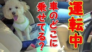 どうしてる？愛犬の車の乗せ方【トイプードルがいる生活】