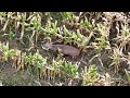 giant buck found alive in standing corn by thermal drone tracked a mile by bowhunter