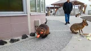 Beaver Walks on Street Carrying Carrots to Feed His Family - 1099868