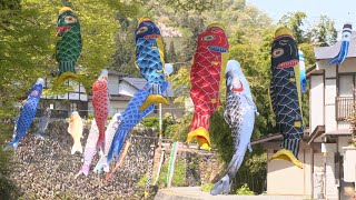 春風に乗って 川で鯉のぼり泳ぐ - 上山市楢下 金山川