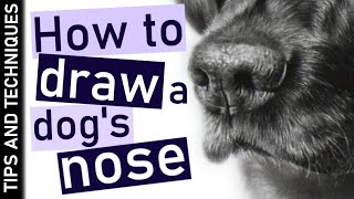 How to draw a realistic dog nose in graphite | 2 must have erasers!