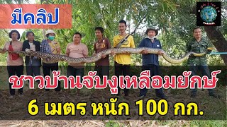 นึกว่าอนาคอนด้า!! ชาวบ้านช่วยกันจับงูเหลือมยักษ์ ยาวกว่า 6 เมตร หนักประมาณ 100 กก. ซุกโพรงหญ้า