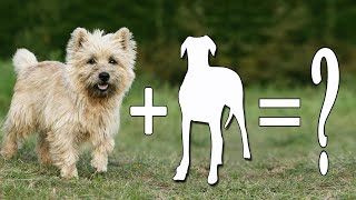 Top 10 Sweet Cairn Terriers Mixes Dog Breeds / Cairn Terriers Mix