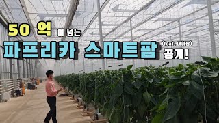 Top 10% of shipments, 16,500 m2 paprika smart farm large plastic greenhouse (feat. DAEA FARM)