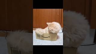 アマゾンさんから配達されてたような猫 #shorts #cat #猫