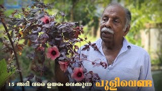 ചെമ്പരത്തി പൂക്കൾ തരുന്ന ചെമ്പരത്തിവെണ്ട അഥവാ പുളിവെണ്ടയ്ക്ക് ഉയരം 15 അടി