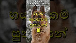 ලොව භයානකම බල්ලන් 10🐕‍🦺|Top 10 most dangerous dogs in the world#shorts#viral#top10