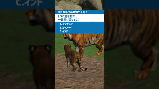 【動物クイズ！ベンガルトラ編 from動物園建築のプラネットズー(第15問) #Shorts 】