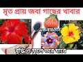 মৃত প্রায় জবা গাছ কে কি ভাবে বাঁচিয়ে তুলবেন?