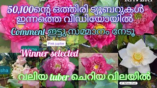 വളരെ വിലക്കുറവിൽ ഒരുപാട് താമരകൾ ഇന്ന് sale ആയി വന്നിട്ടുണ്ട് വേണ്ടവർ വേഗം വന്നോളൂ....