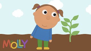 How Does a Plant Grow? (Lifecycle of Plant) | Miss Molly Sing Along Songs | The ALPHABET Kids
