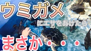 ウミガメにエサをあげたら、まさかの珍客！？【竹島水族館】