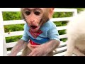 Baby Monkey BonBon Swimming with Cute Duckling and Eat Watermelon Fruit - BonBon Farm