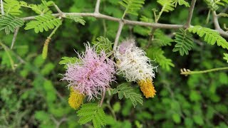 Dichrostachys cinerea (వెలుతురుచెట్టు) in Telugu