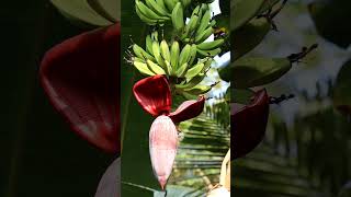 #banana #nature #villagelife #village #trending #viral #trendingshorts #viralvideo #nammahallimane