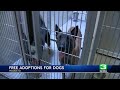 Modesto animal shelter offers free adoptions