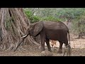 The Wonderful Wildlife in Mana Pools, Zimbabwe