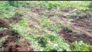 Ploughing of 5 hectares of land for Maize and Cassava plantation