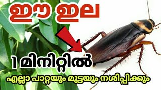 വീട്ടിലുള്ള ഈ ഒറ്റമൂലി അറിയാതെ പോകരുത്|പാറ്റ ഒന്നുപോലും വരില്ല |#getridcockroach