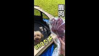 愛犬にデカ鹿肉！ #shorts 【トイプードルのオウガ】