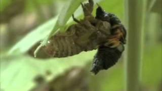 The 17-year Cicada in Kentucky