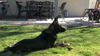 We’re Safe w/ Personal Protection Dog Xxanto - 14 months old!