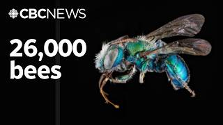 More bees than we ever thought existed