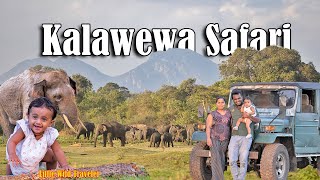 kalawewa safari with little wild traveler #kalawewa #elephants #travel#babytravel #viral #trending