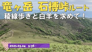 【竜ヶ岳 石榑峠】最短ルートで山頂へ！稜線歩きと白羊を求めて。20210524