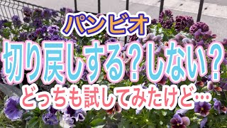 【ガーデニング】【パンジー】【ビオラ】【切り戻し】するか？しないか？悩んで…どっちもやってみたら。私には向かないのがわかりました💦【春の切り戻し】