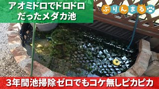 アオミドロでドロドロだったメダカ池 ３年間池掃除ゼロでもコケ無しピカピカ