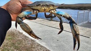 Excellent Crabbing Today! Catch Clean \u0026Cook! Blue Crabs Are Rolling in! Lets Gooooo!!!!!!