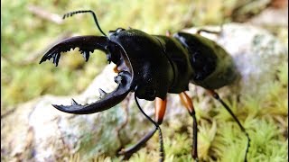 Odontolabis imperialis imperialis - Stag Beetle / Hirschkäfer