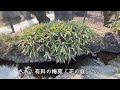 【めっちゃ春やん！北野天満宮の梅】京都・有料梅園「花の庭」と「秀吉が築いた御土居」・独り占め気分で愛でる圧巻の梅林 梅三部作その③