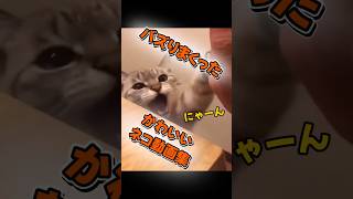 バズりまくったネコ動画集#shorts #cute #cat #猫