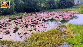 প্রকৃতির এই সৌন্দর্যের প্রেমে পড়তেই হবে। অসাধারণ সুন্দর গ্রাম 4K.