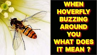 WHEN A HOVERFLY INSECT BUZZING AROUND YOU WHAT DOES IT MEAN ?
