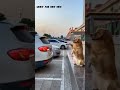 who need a parking cam | Meow and bow bow | cute dogs |