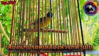 เสียงนกปรอดเหลืองหัวจุกตัวเมีย เปิดเสียงล่อนกตัว ต่อเรียกนกป่า(Black crested Bulbul)