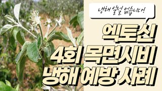 [바플티비]과수농사 엑토신 목면시비 4번으로 냉해 예방 실증사례!