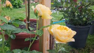 David Austin Rose - Graham Thomas (Best yellow climbing rose from DA)